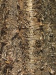 YellowBirch_10